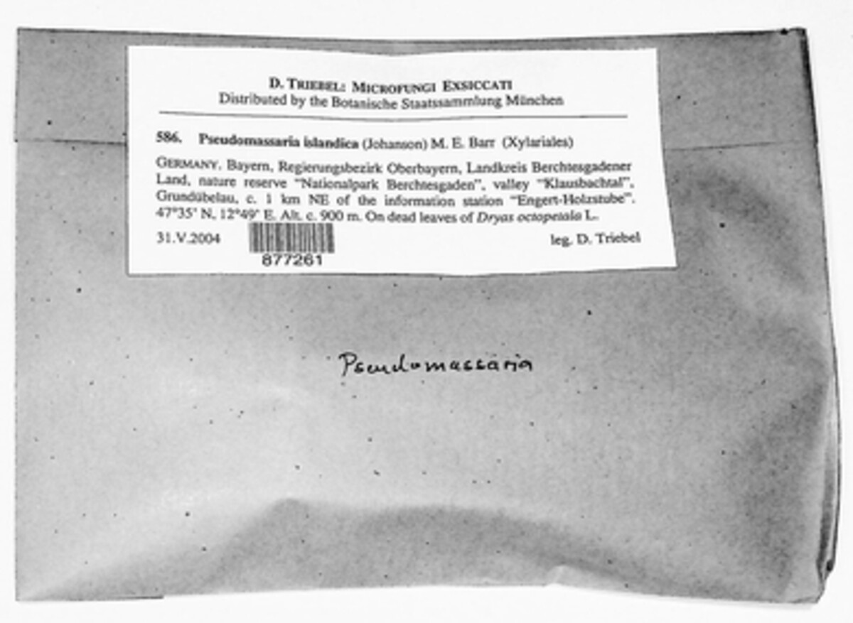 Pseudomassaria islandica image